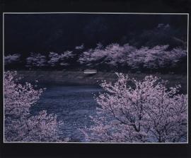 桜の大切湖