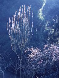 春の日差白糸の滝