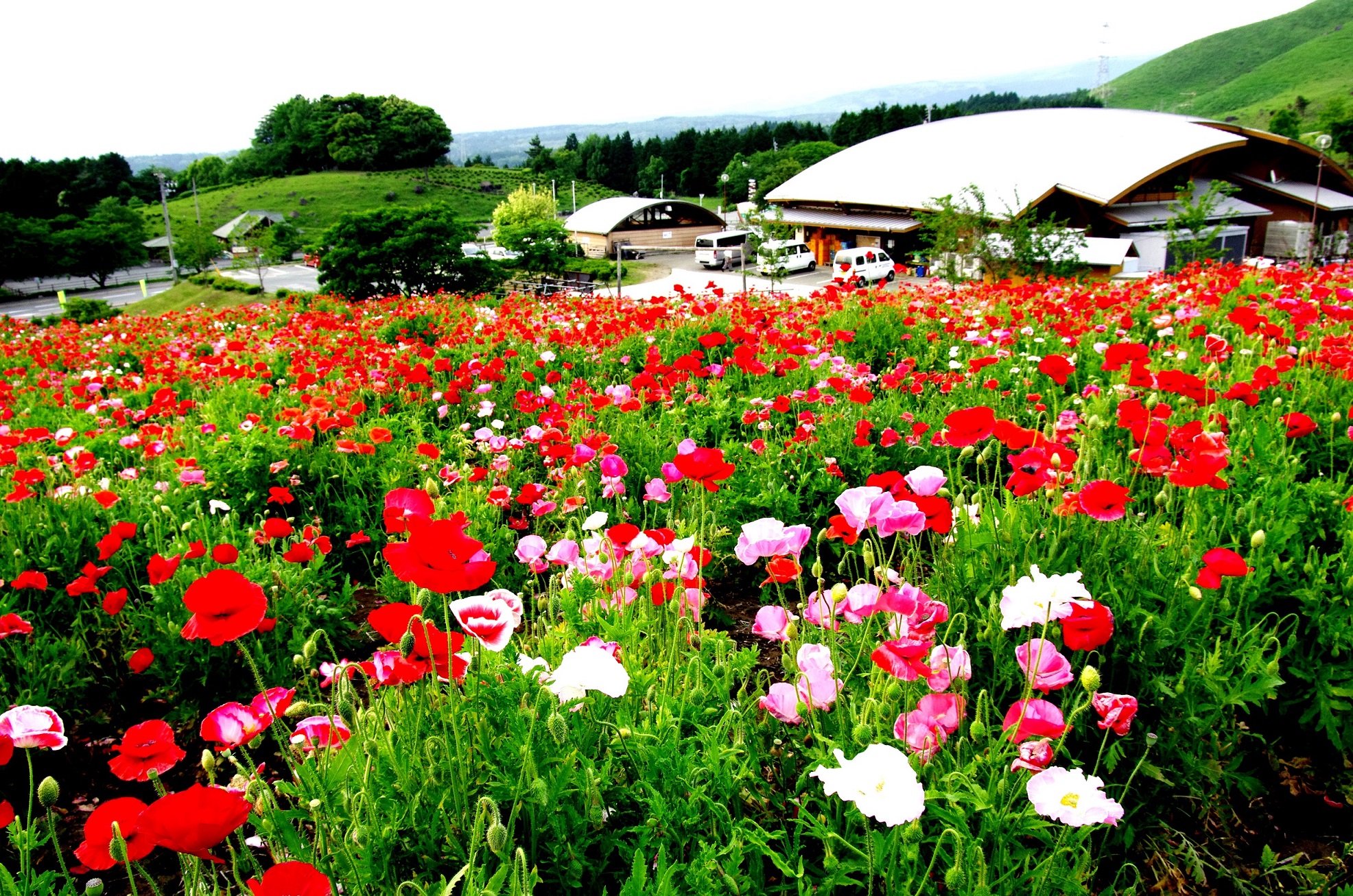 萌の里 花盛り