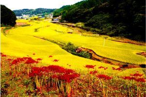 花の咲く頃