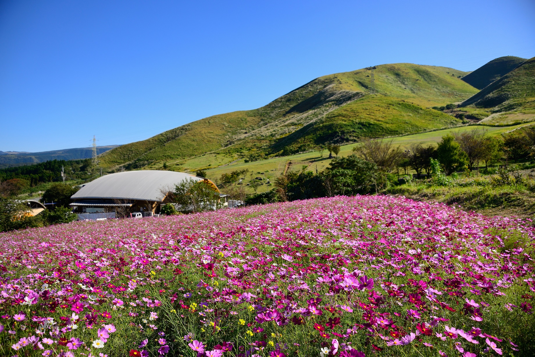 萌の里をひきたてるコスモスの花