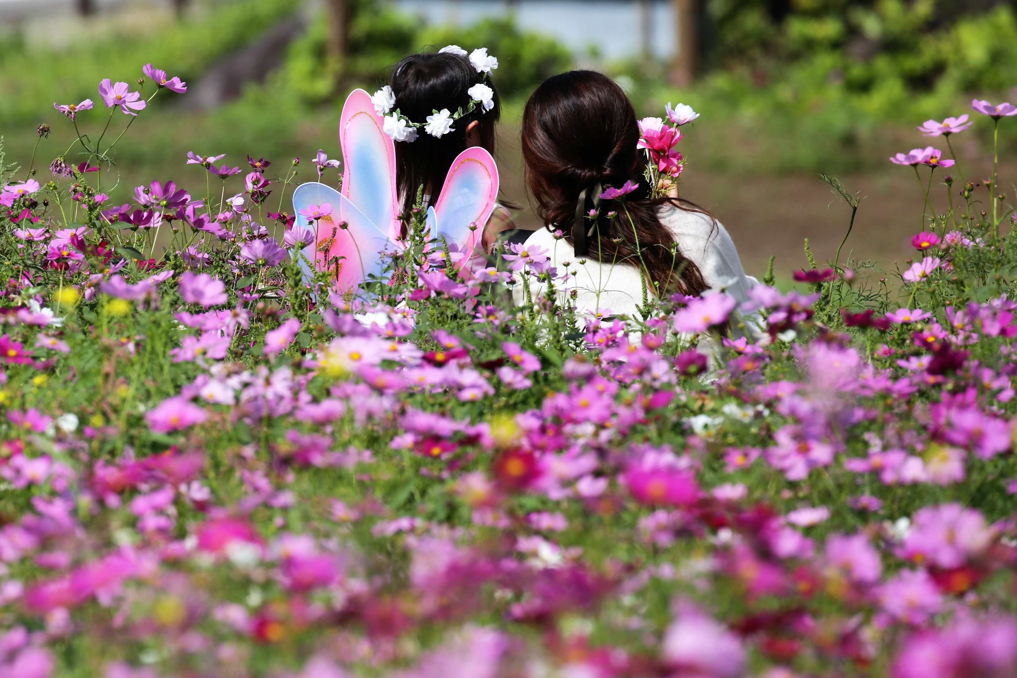 入選　コスモス園のエンジェル　村上憲雄.JPG