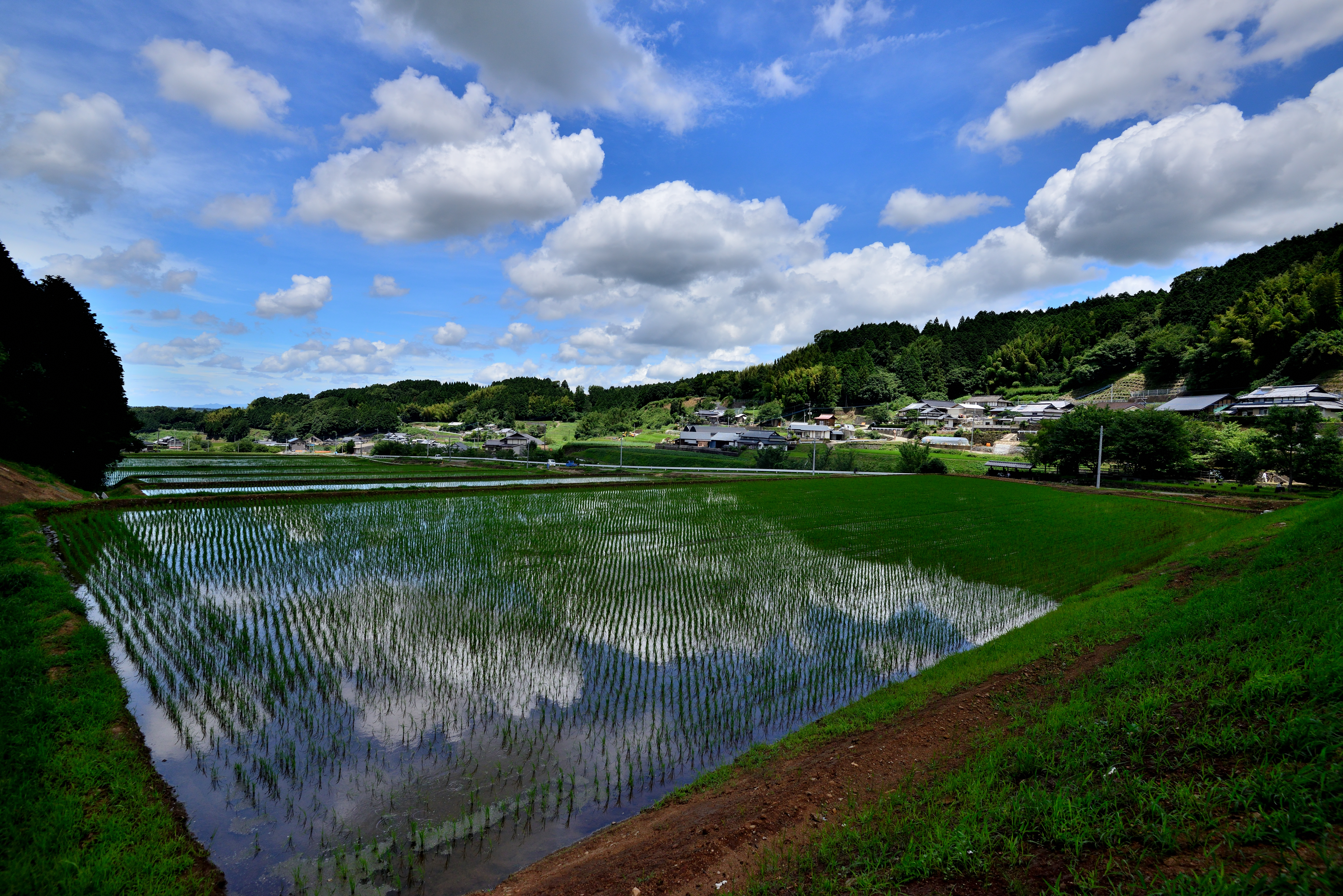 準特選 耕地整理後の棚田 岡部秀朋.JPG