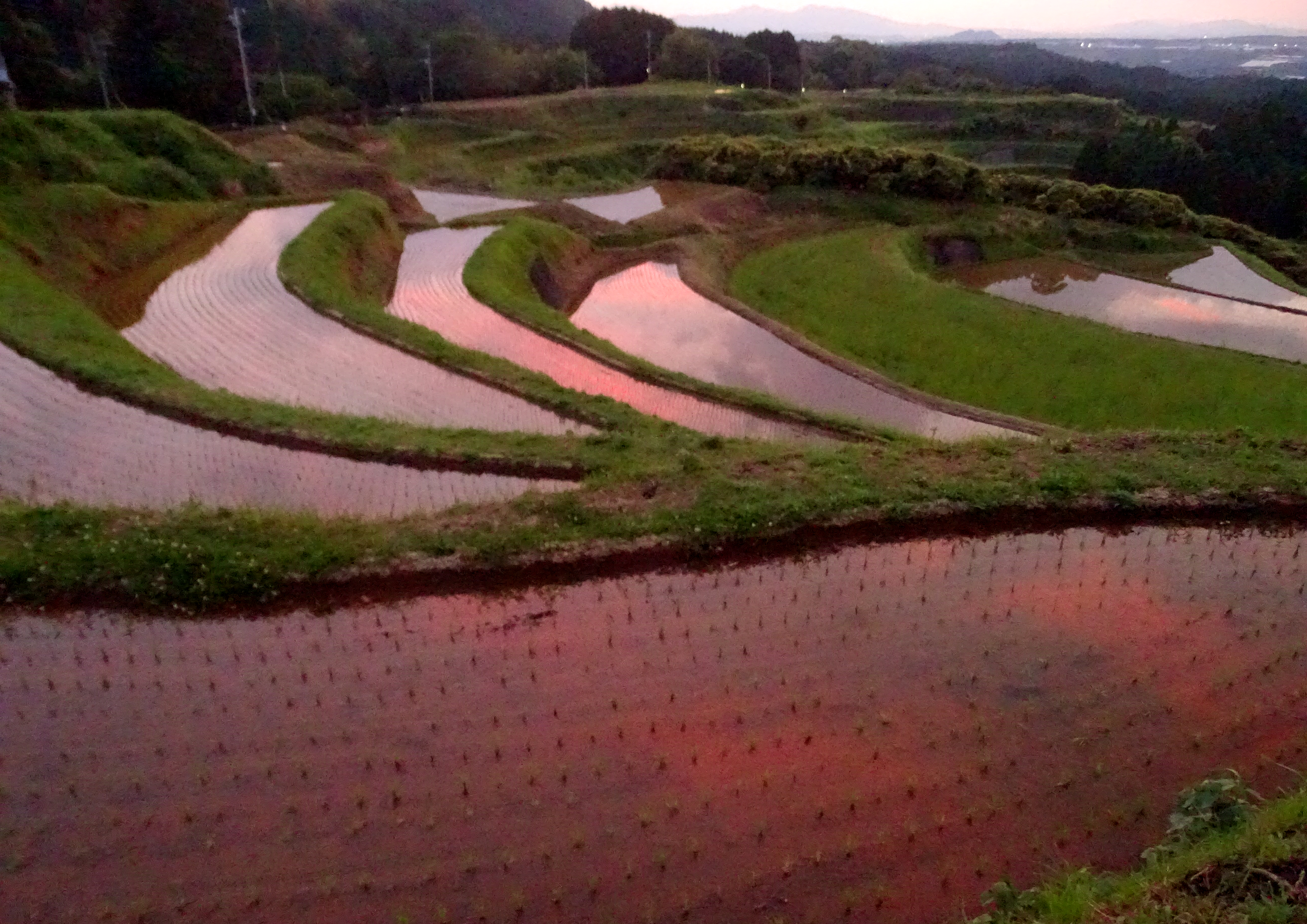 入選　棚田の夕焼け　志賀質.jpg