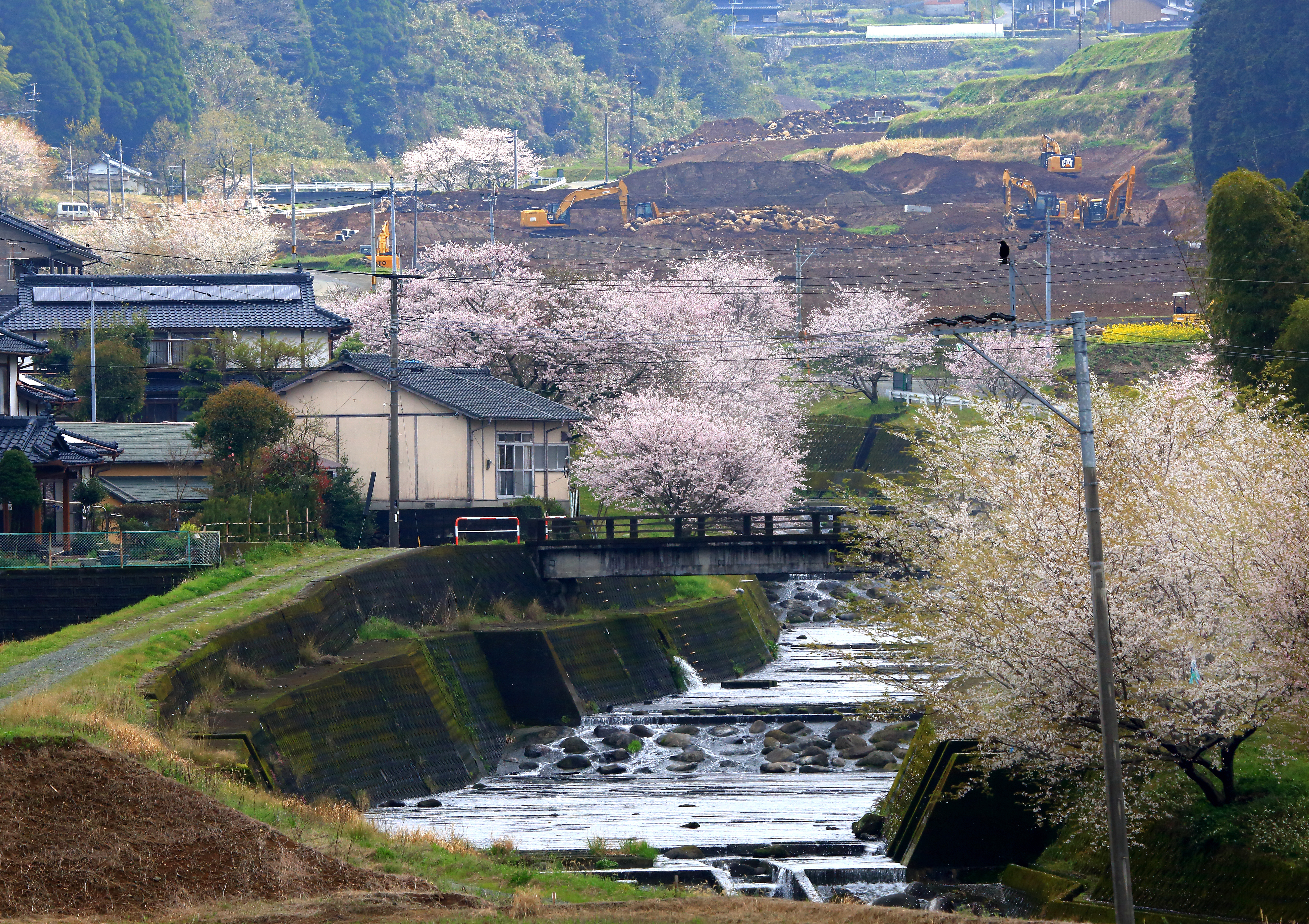 入選　復興の春　河本泉.jpg