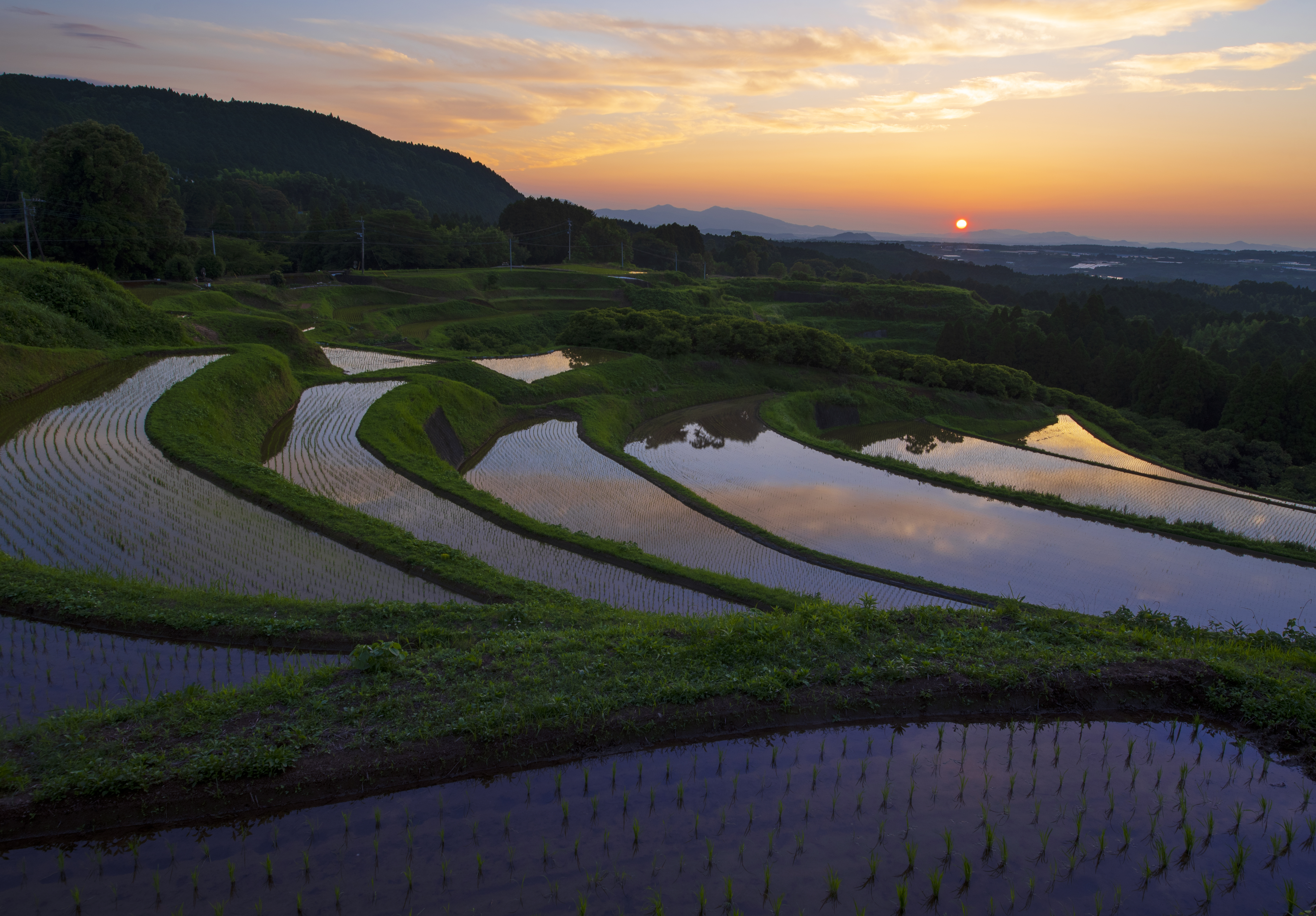 虹色に染まる水田（外山よし子）.jpg