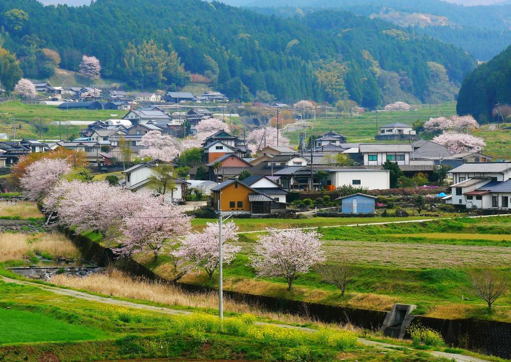 特選_「春霞の頃」_山本ひづる.jpg