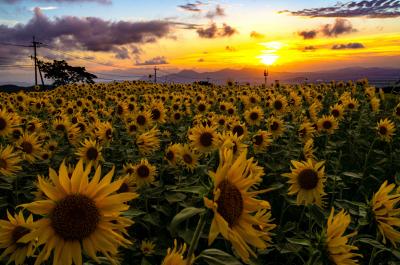 準特選_「沈む夕日の背を向けて」_小嶋幸喜.jpg