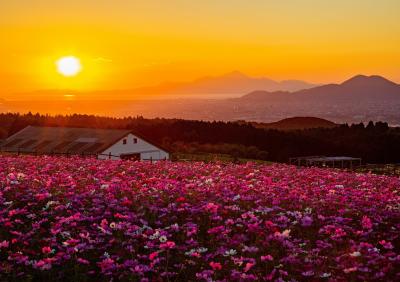 準特選_「夕日に照らされて」_河本泉.jpg