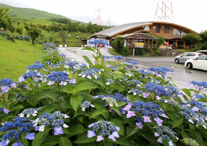 萌の里賞_「萌の里に咲く紫陽花」_河本泉.jpg