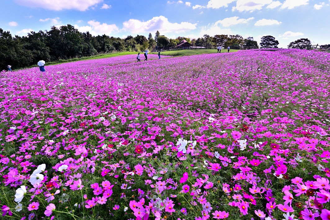 入選_ピンク色に染まった楽園（鍋島健二郎）.JPG