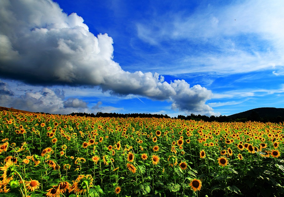 入選_夏雲とひまわりの花（前田正憲）.jpg