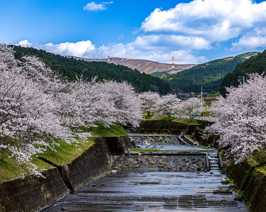 入選_河岸を彩る桜（福永亮二）.jpg