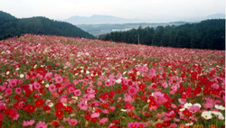 俵山コスモス園の写真